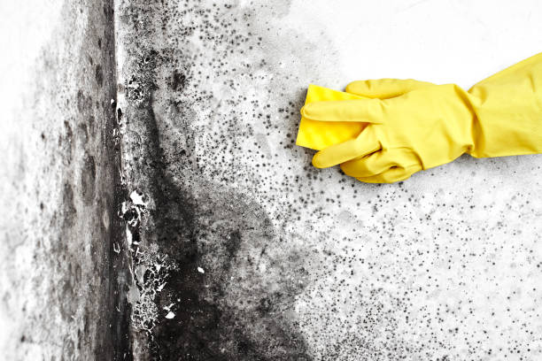 Best Mold Testing  in Crownsville, MD