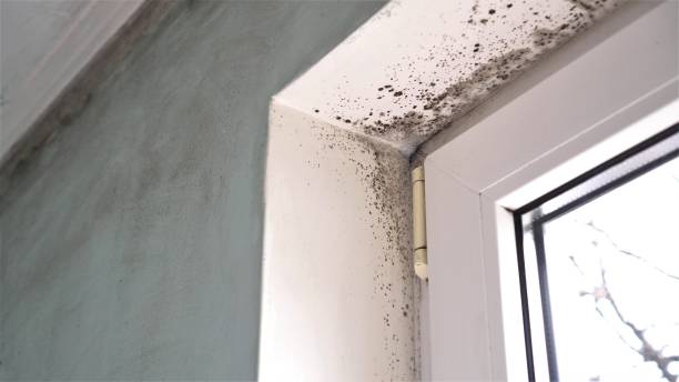 Best Mold Removal Company Near Me  in Crownsville, MD