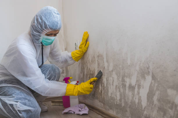 Best Toxic Mold Removal  in Crownsville, MD