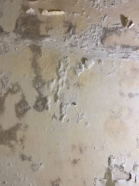 Certified Mold Removal in Crownsville, MD