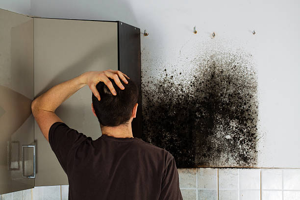 Best Fast Mold Removal  in Crownsville, MD