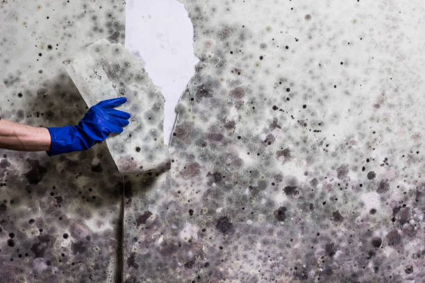 Best Mold Removal Company Near Me  in Crownsville, MD