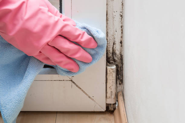 Best Black Mold Removal  in Crownsville, MD