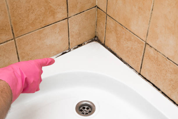 Best Mold Damage Repair  in Crownsville, MD